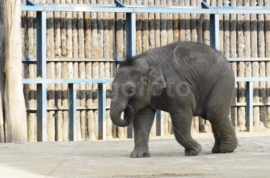 The elephant in the zoo. Big, big, strong animal. Safari object. Huge tusks