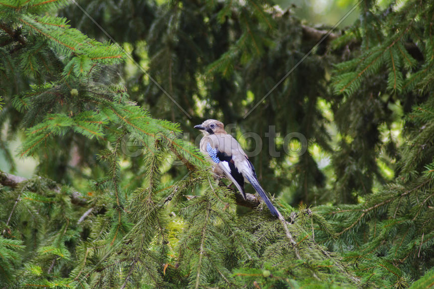 Jay sitting on a tree branch. Birds in the wild.