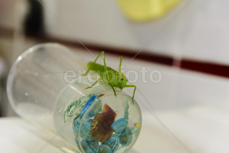 Locusts on the glass with toothbrushes in the bathroom.