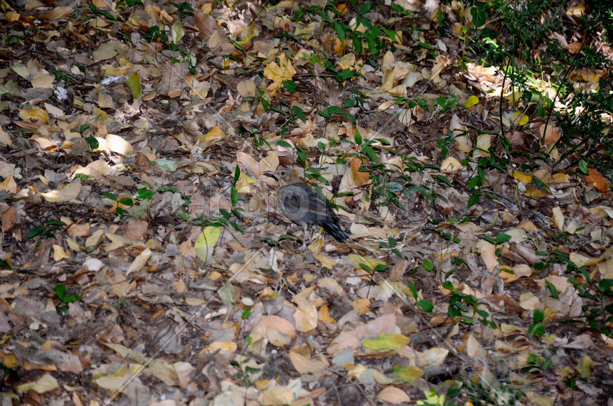 Birds on the nature in the autumn