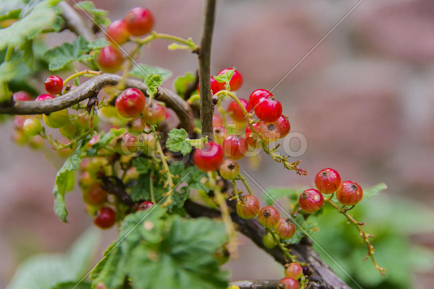 Fruit garden near private homes