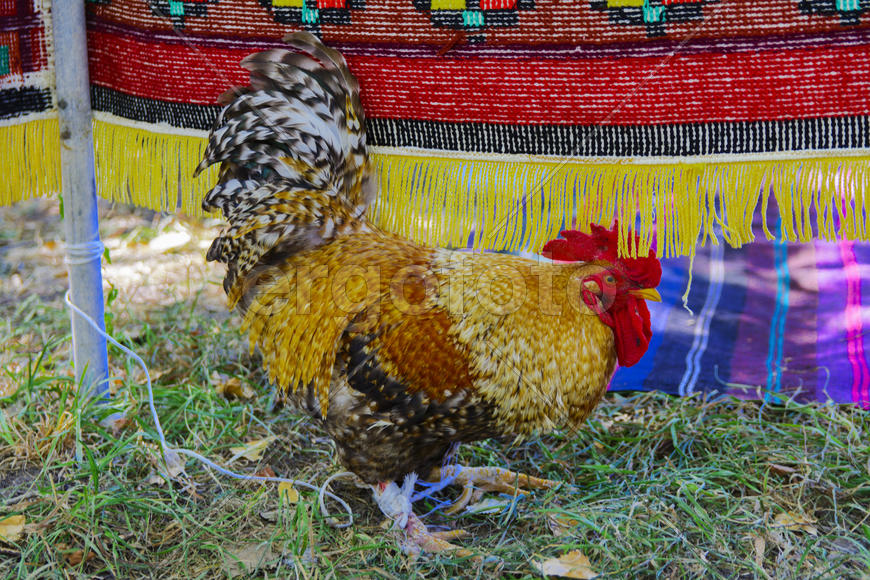 Rooster with a red comb and colorful plumage