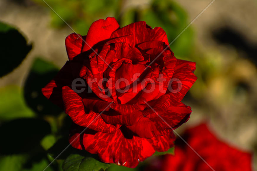 Бутон распустившейся розы 