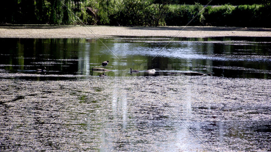The magnificent nature and fishing in Zhitomir, Ukraine. Family rest. Beautiful kinds. A carp