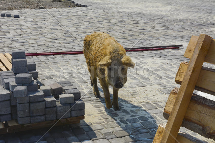 Домашняя свинья обросшая шерстью 