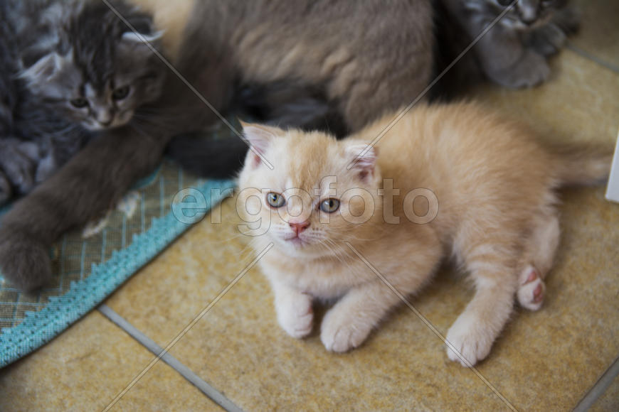 Kittens born in a private home. Beautiful color and good pedigree.