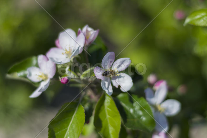 Bee pollinating flowers of apple trees in the home garden