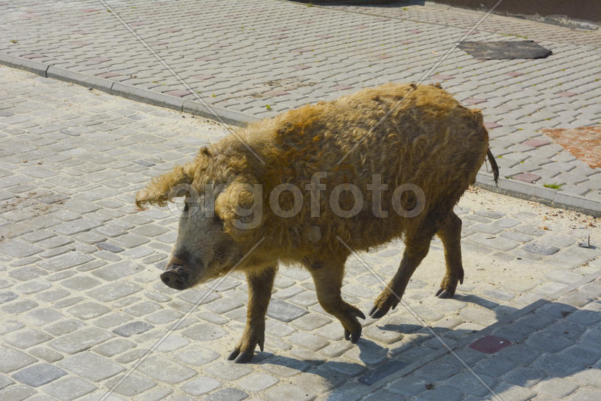 Домашняя свинья обросшая шерстью 