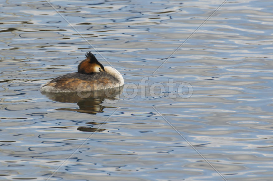Duck. Various color of plumage. Birds medium and small size with a relatively short neck