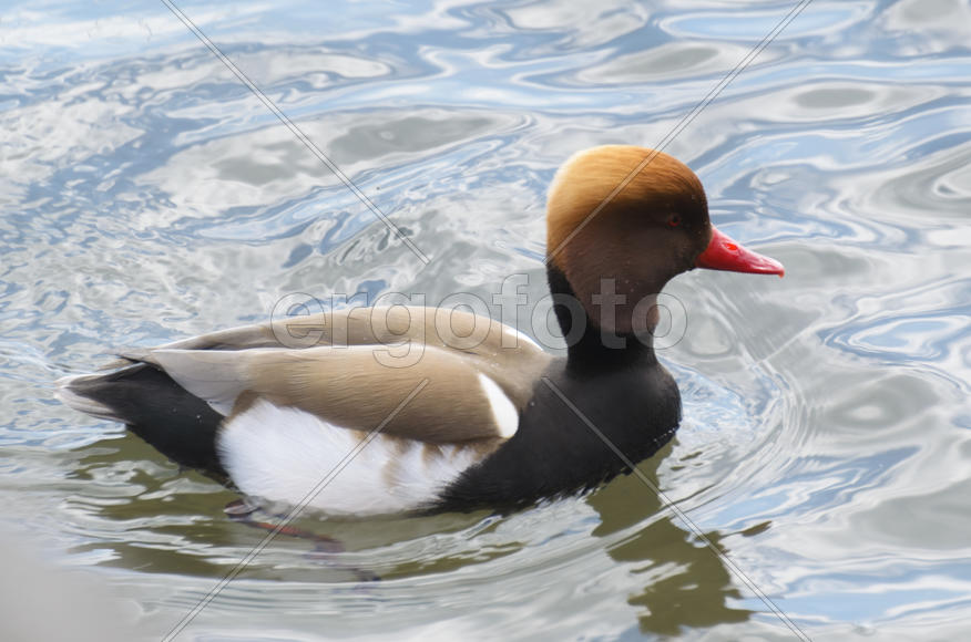 Duck. Various color of plumage. Birds medium and small size with a relatively short neck