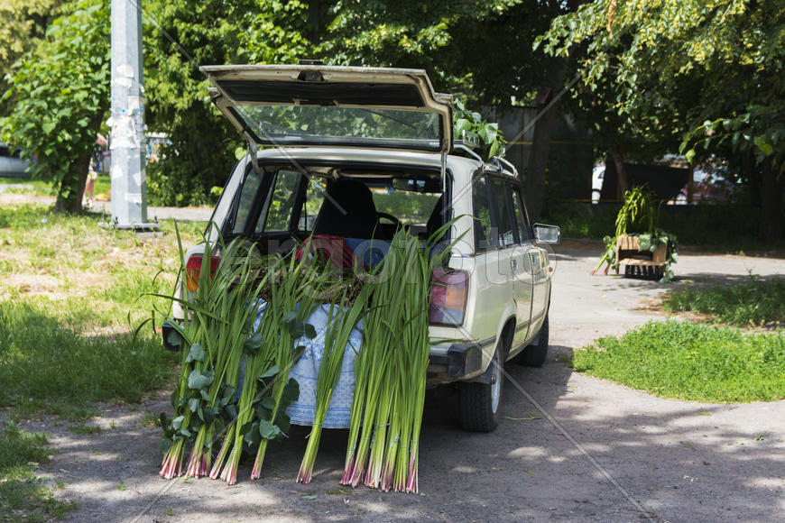 Mobile point of sale. New Mobile Business: itinerant trade