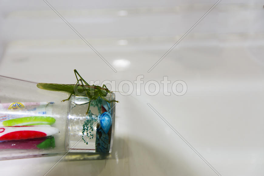 Locusts on the glass with toothbrushes in the bathroom.