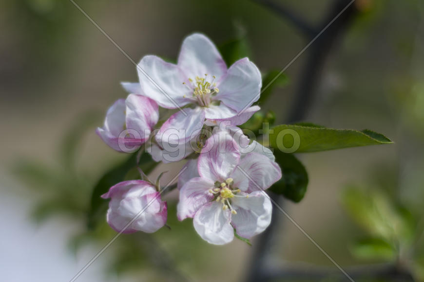 Apple trees in bloom. Young trees.