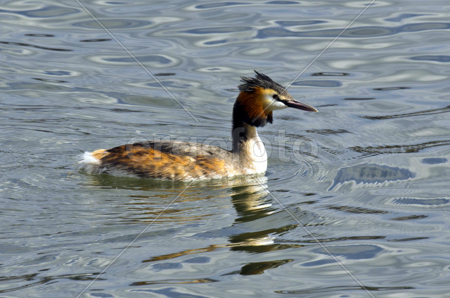Duck. Various color of plumage. Birds medium and small size with a relatively short neck