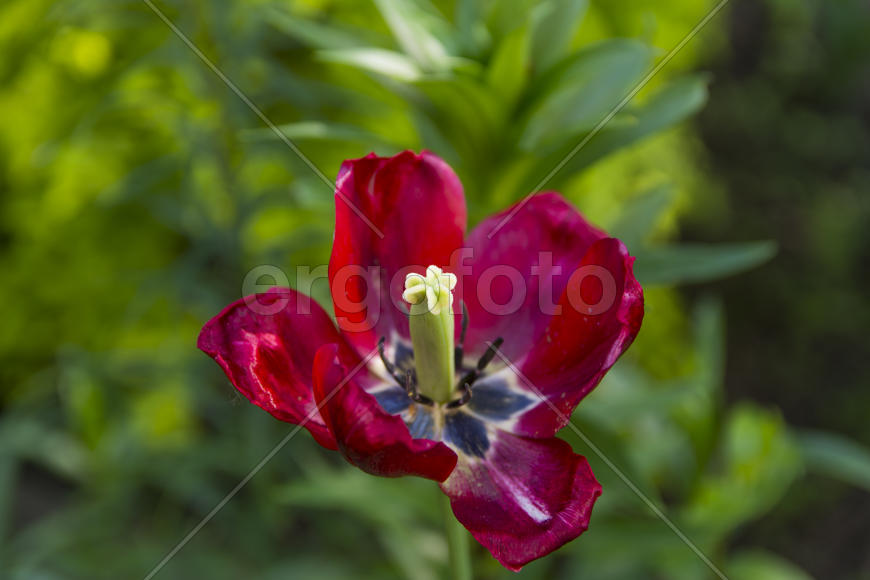 Figurines in the yard of a private home