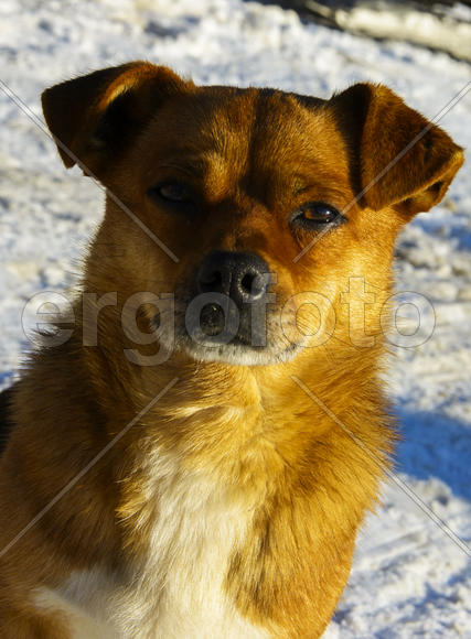 Небольшая замершая собака зимой 