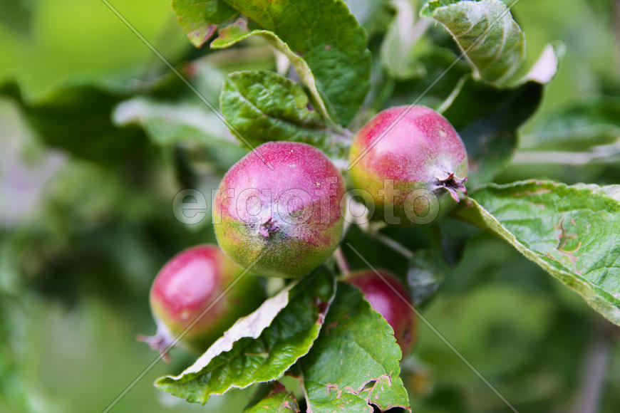 Fruit garden near private homes