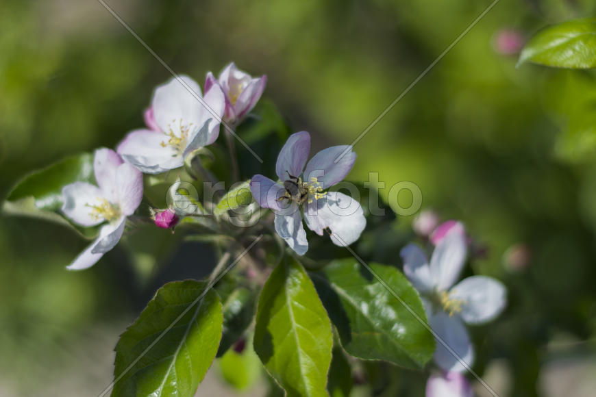 Bee pollinating flowers of apple trees in the home garden