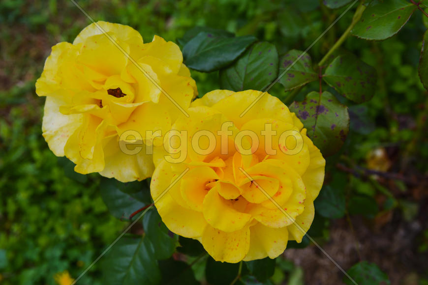 Бутоны уличных желтых цветов 