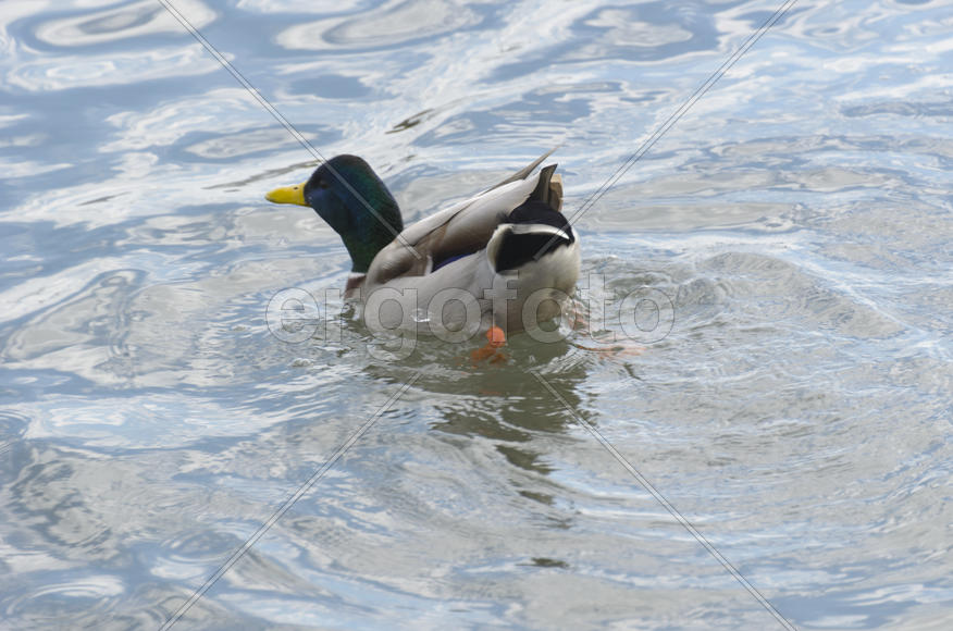 Duck. Various color of plumage. Birds medium and small size with a relatively short neck