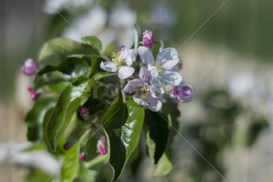 Bee pollinating flowers of apple trees in the home garden