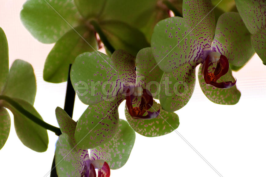 Цветы орхидеи. Натюрморт 