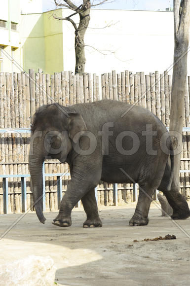 The elephant in the zoo. Big, big, strong animal. Safari object. Huge tusks