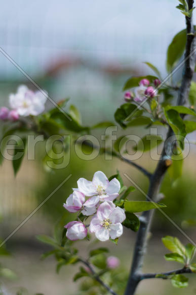 Apple trees in bloom. Young trees.