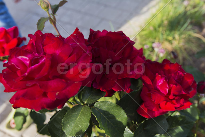 Roses in the yard on the lawn near a private house
