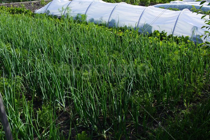 Vegetables in the garden near private homes