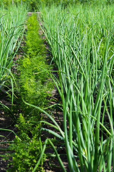Vegetables in the garden near private homes