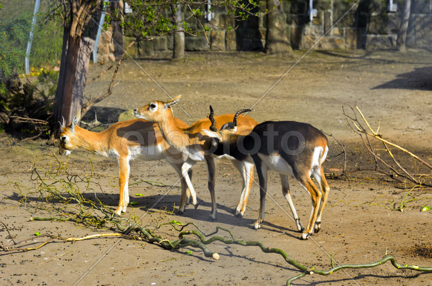 Horned antelope in a zoo. Herbivore with a beautifully curled horns. Most running speed and jumping