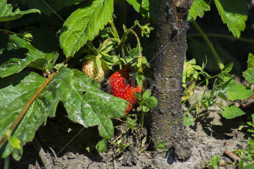 Strawberries in the garden near private homes