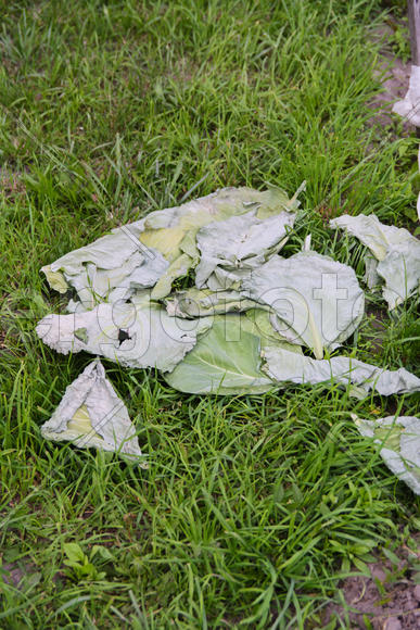 Увядшие листья капусты на зеленой траве 