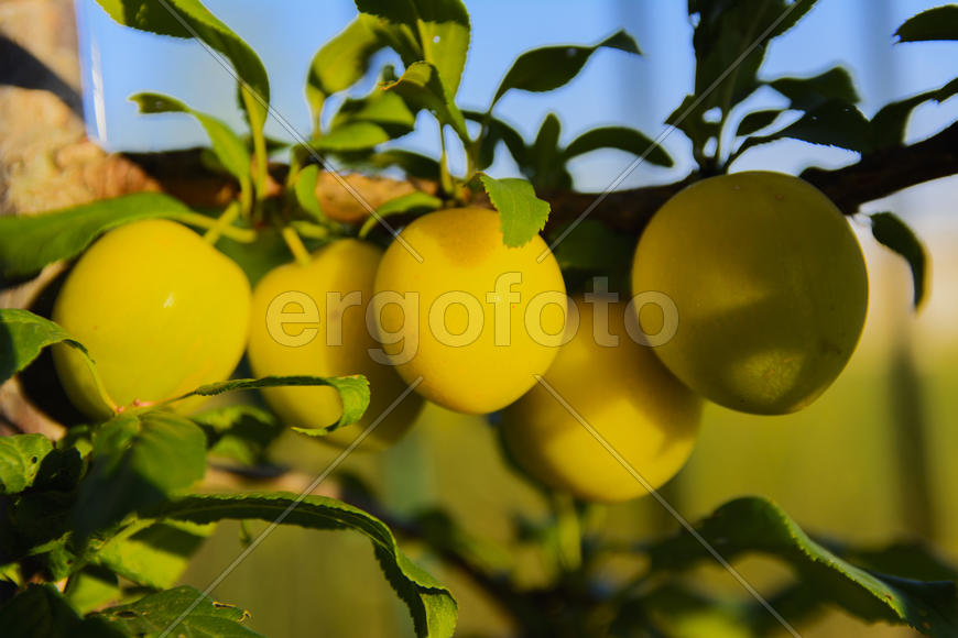 Yellow plums on the tree in the garden of a private house