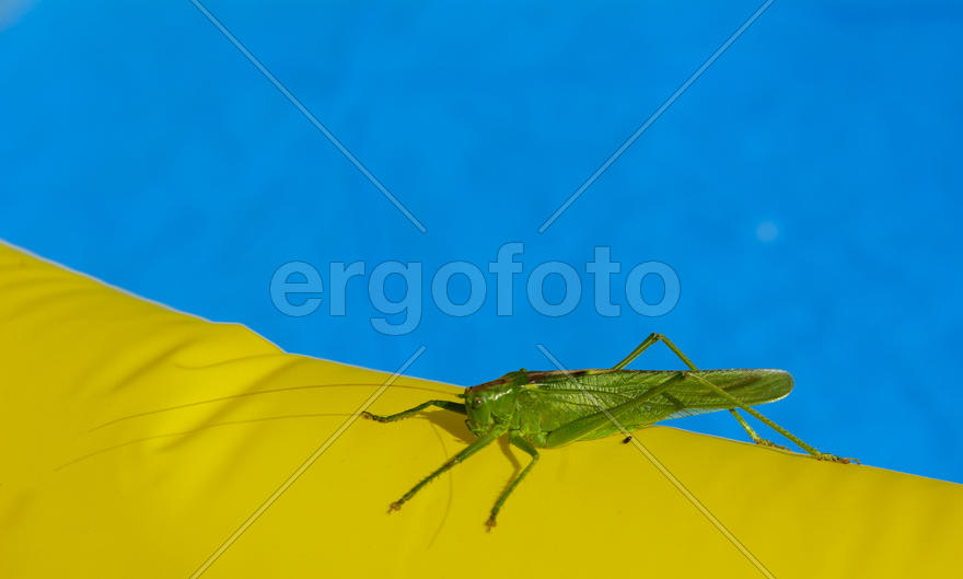 Green locust on the edge of the children's pool.