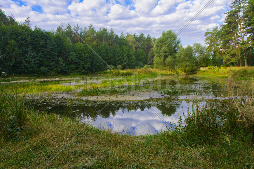 Small dry lake in the woods hot summer