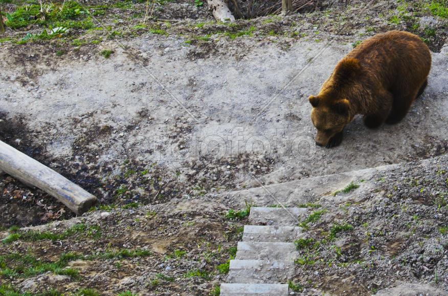 Live Bears in the city. Attraction Bern