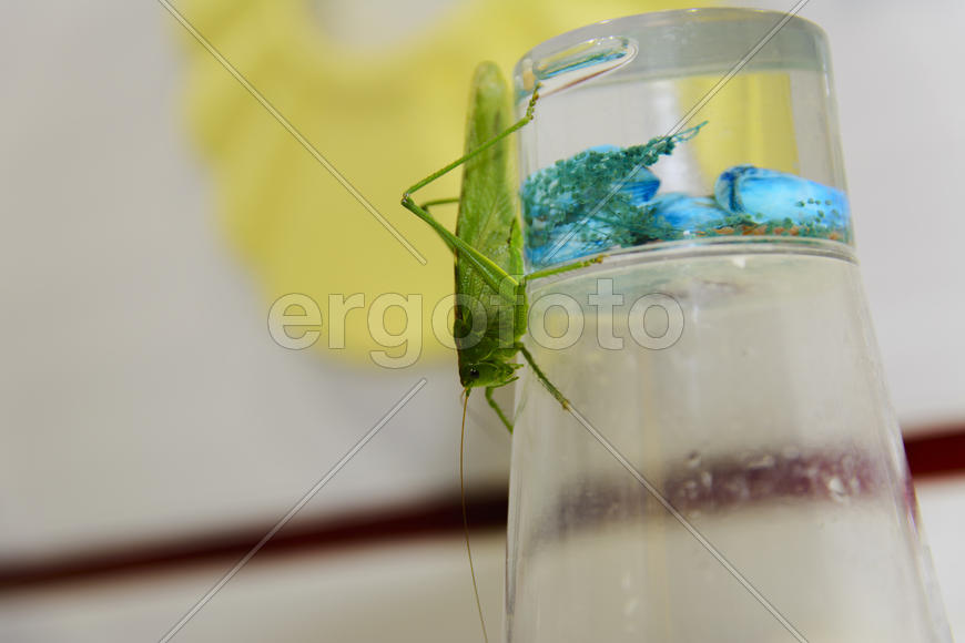 Locusts on the glass with toothbrushes in the bathroom.