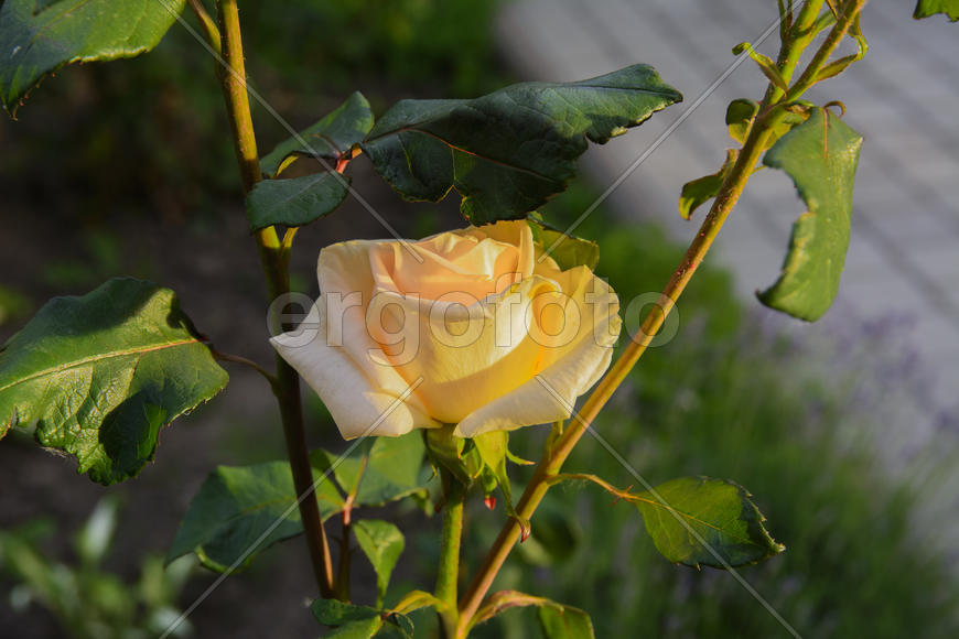 Roses in the yard on the lawn near a private house