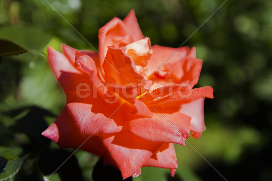 Roses in the yard on the lawn near a private house