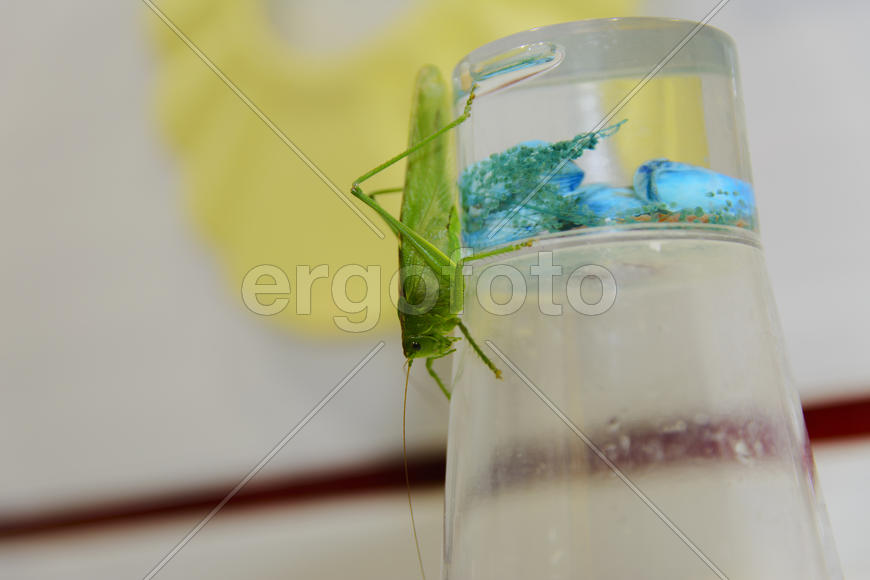 Locusts on the glass with toothbrushes in the bathroom.