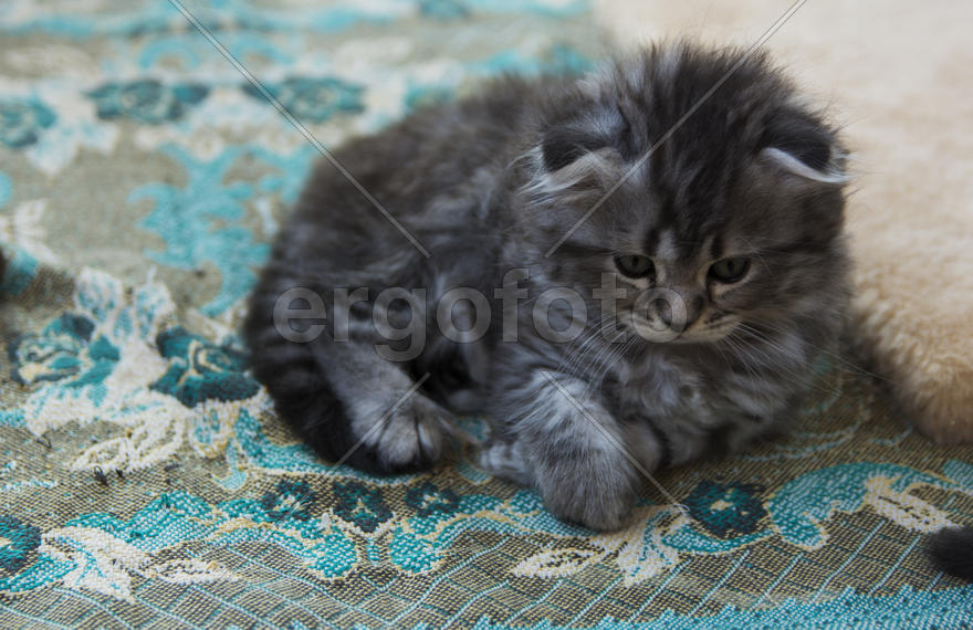 Kittens born in a private home. Beautiful color and good pedigree.