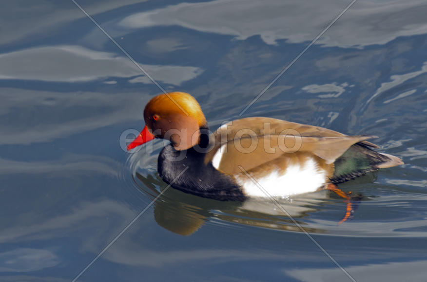Duck. Various color of plumage. Birds medium and small size with a relatively short neck