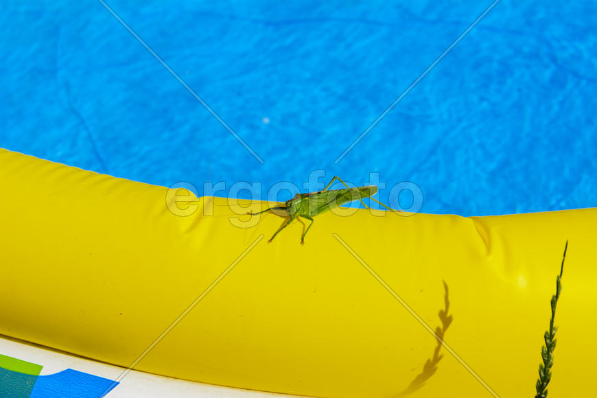 Green locust on the edge of the children's pool.