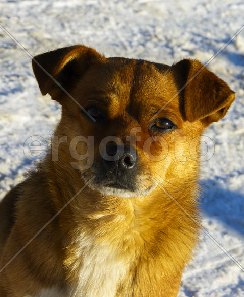 Небольшая замершая собака зимой 