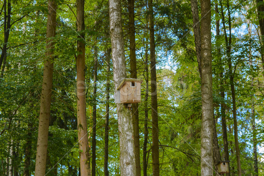 Скворечник на стволе хвойного дерева 