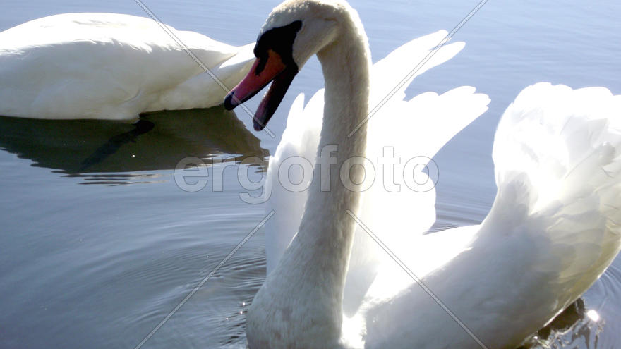 White swans on lake in Zhitomir. Ukraine. Magnificent fishing. Excellent rest