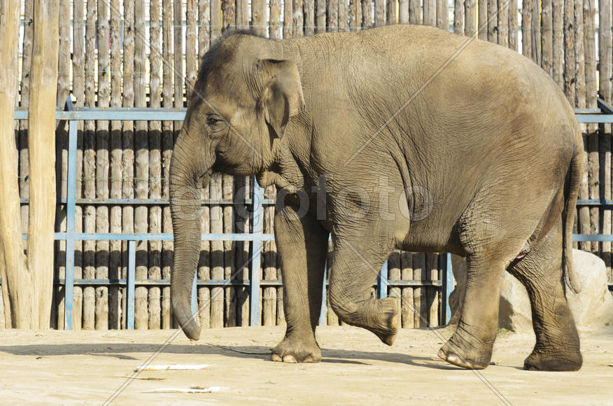 The elephant in the zoo. Big, big, strong animal. Safari object. Huge tusks