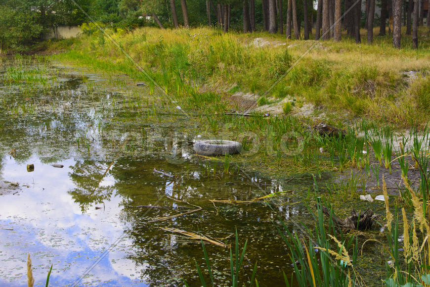 Small dry lake in the woods hot summer